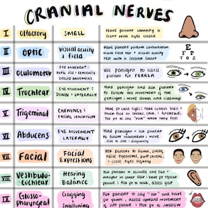 Feuille de nerfs crâniens ; Images colorées dessinées à la main ; Pour étudiants en sciences infirmières, nouvel IA diplômé, préparation au NCLEX, anatomie, physiologie, évaluation de la santé