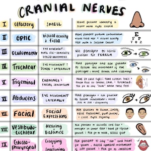 Cranial Nerves Sheet; Colorful Hand Drawn Pictures; For Nursing Students, New Grad RN, NCLEX Prep, Anatomy, Physiology, Health Assessment