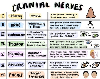 Cranial Nerves Sheet; Colorful Hand Drawn Pictures; For Nursing Students, New Grad RN, NCLEX Prep, Anatomy, Physiology, Health Assessment