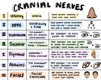 Cranial Nerves Cheat Sheet; Colorful Hand Drawn Notes, Nursing School, NCLEX, Anatomy, Physiology, Health Assessment, Medical School, TEAS