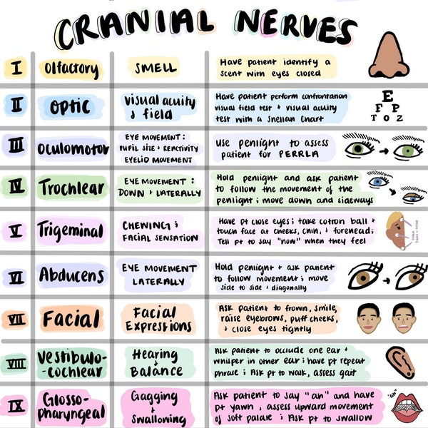 Cranial Nerves Cheat Sheet; Colorful Hand Drawn Notes, Nursing School, NCLEX, Anatomy, Physiology, Health Assessment, Medical School, TEAS