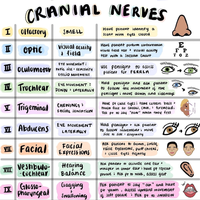 Cranial Nerves Cheat Sheet Colorful Hand Drawn Notes, Nursing School, NCLEX, Anatomy, Physiology, Health Assessment, Medical School, TEAS image 1