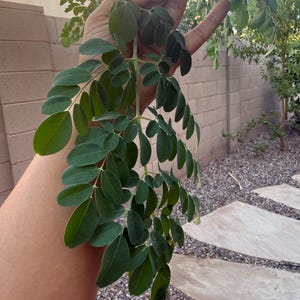 May include: A sprig of moringa oleifera featuring multiple small, rounded, dark green leaflets arranged in a pinnate pattern along a central stem. The leaves have smooth edges and a matte texture, displaying a deep, consistent green color throughout.