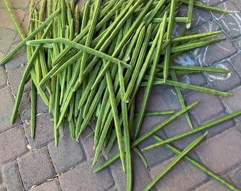Moringa Drumstick Pods For Cooking