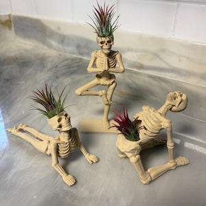 May include: Three beige skeleton figurines in yoga poses, each featuring a hollowed-out skull or torso area containing a small air plant with green and reddish-purple leaves. The skeletons are positioned in cobra, tree, and camel yoga poses.