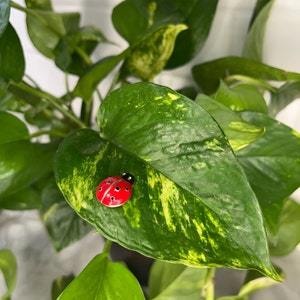 Ladybug Plant Safe Magnet for Leafy Plant Lovers. Unique Gift!!