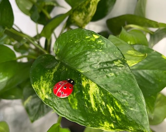 Ladybug Plant Safe Magnet for Leafy Plant Lovers. Unique Gift!!