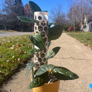 May include: A potted plant with large, dark green leaves and a white, honeycomb-patterned support pole. The plant is in a yellow pot and sits on a sidewalk. The background includes a grassy area, trees, and a clear blue sky.