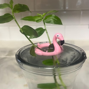 Può includere: Un vaso di vetro trasparente contiene acqua e piante verdi, con un piccolo galleggiante a forma di fenicottero rosa. Il fenicottero ha un becco e un occhio neri, aggiungendo un tocco giocoso alla composizione floreale. Le foglie sono di un verde vibrante.