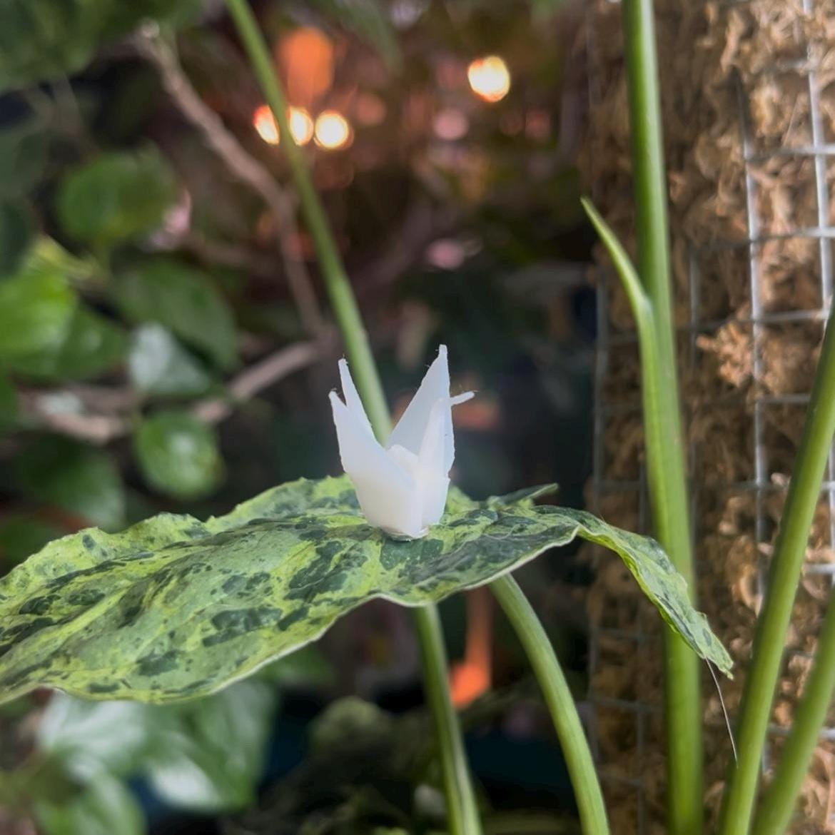 Origami Crane Plant Safe Magnet for Leafy Plant Lovers. Rests on Leaf. Cute & unique gift! Terrarium decor.