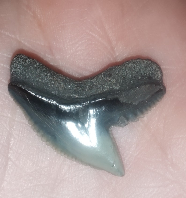 Tiger Shark Teeth Fossils - Etsy