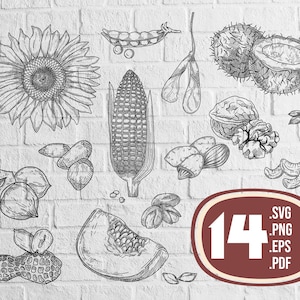 Seeds svg, sunflower svg, corn svg, nuts svg, vegetables svg, food svg, sketch, sunflower clipart svg,print file,printable, svg file,svg