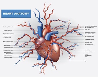 Wall Poster Educational Learning Heart Anatomy Cardiovascular System Diagram Anatomy Heart Medical School Kids (opt lamination)