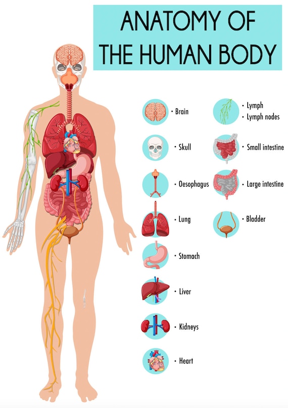 Educa - Corps humain - anatomie 