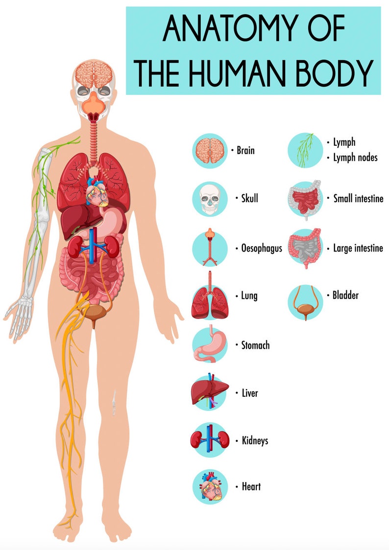 Poster Educational Learning Anatomy of the Human Body Organs Etc ...