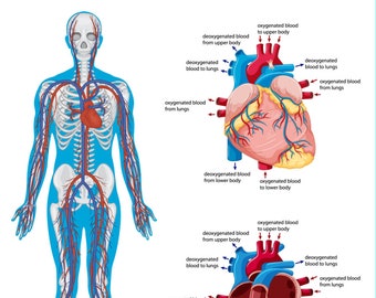 Poster Educational Learning Human Cardiovascular System Diagram Anatomy Heart Medical School Kids Chart Wall Graphic (opt lamination)