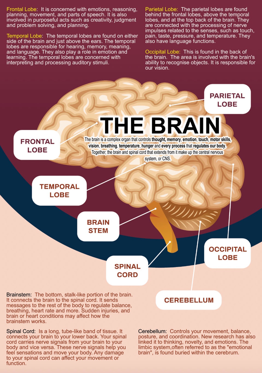 Poster Educational Learning the Brain Anatomy Detailed Science School ...