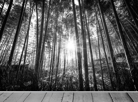 Black White Forest Tree Canopy Woodland Light Ray Wallpaper Mural Wall Any  Room Backdrop Scene Decor Sizes Fit With Wallpaper Paste