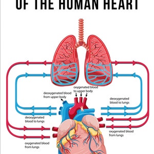 May include: Diagram of the human heart showing the flow of oxygenated and deoxygenated blood through the heart and lungs. The heart is shown in red, the lungs are shown in pink, and the blood vessels are shown in blue and red.