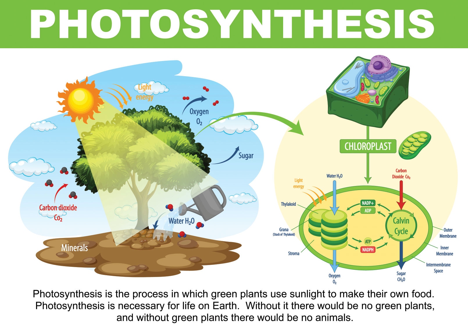 Cellular respiration and photosynthesis diagram for kids