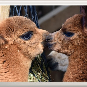 Alpaca Animals Magic Window Wall Art Self Adhesive Wall Sticker Decal Print Graphic Poster Wall Design Large Various Sizes
