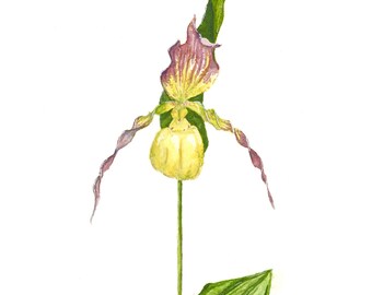 Yellow Lady Slipper Print