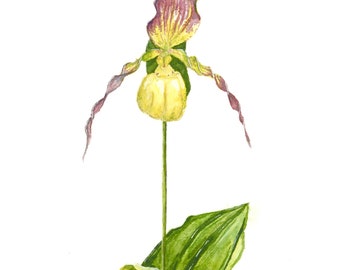 Yellow Lady Slipper Die-Cut Sticker