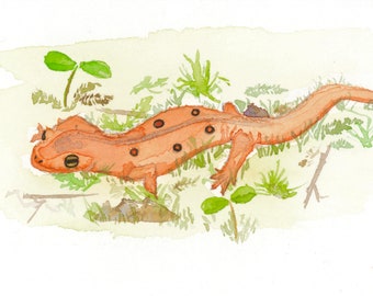 Eastern Red-Spotted Newt Oval Sticker