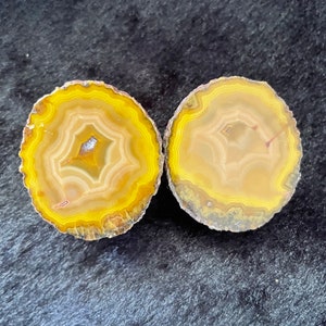 May include: Two yellow agate slices with a brown outer edge and a white and yellow banded pattern.