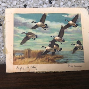 Peter Ciernia small paper print “ winging their way home”