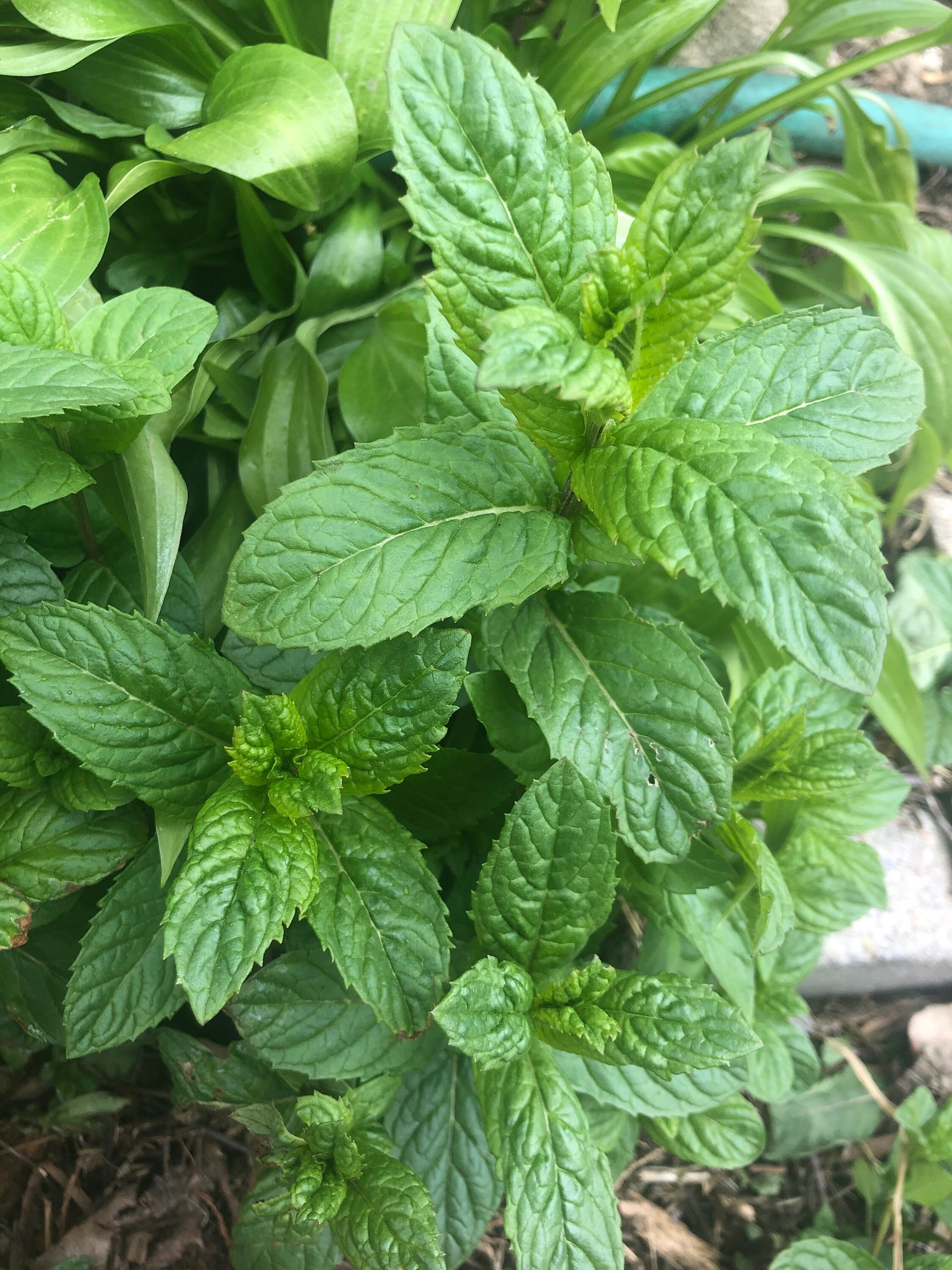 mint leaves mint leaves