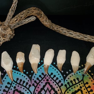Mosasaurus Tooth