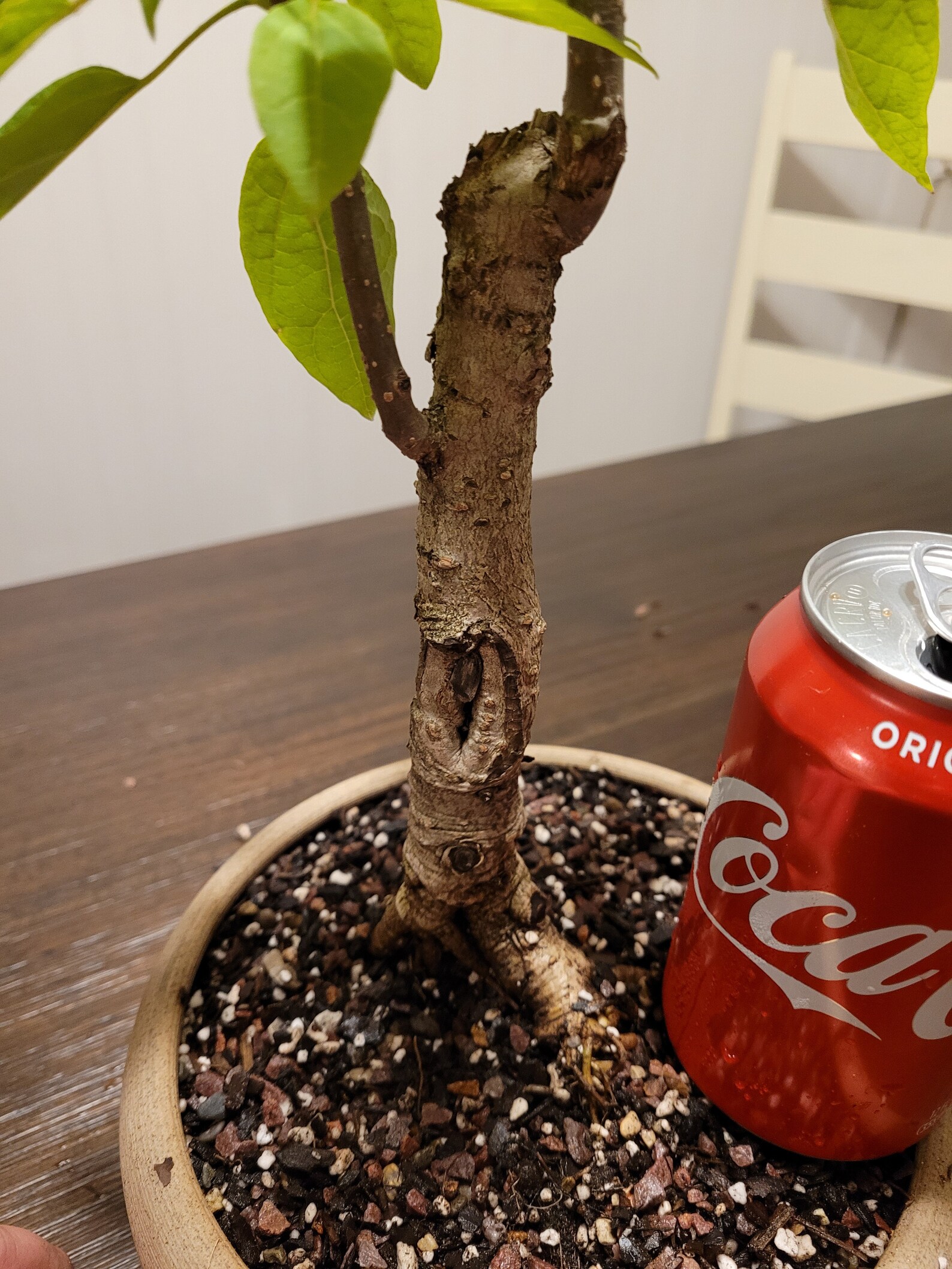 Mature Bonsai Catalpa speciosa Catalpa Cigar tree includes Etsy