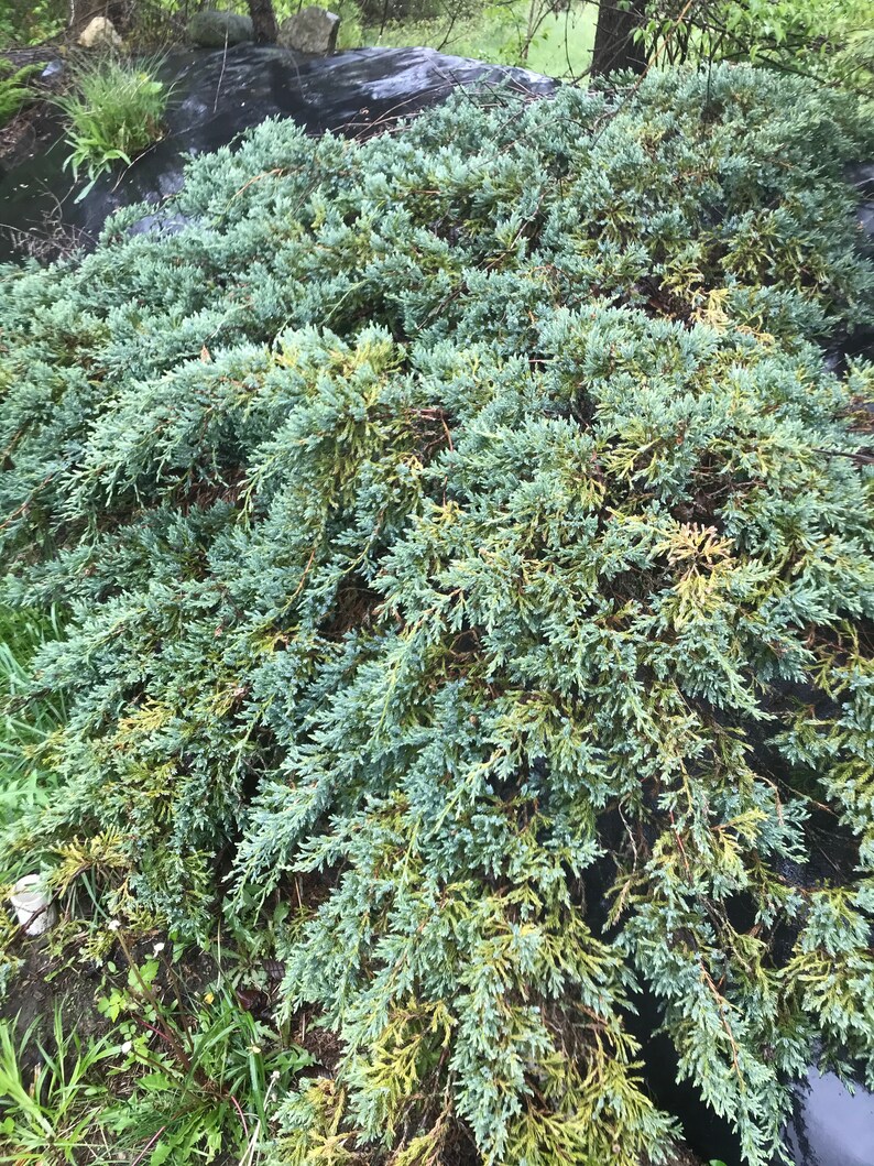 Lot 10 / Juniperus Horizontailis / Creeping Juniper/ Wiltonii Etsy
