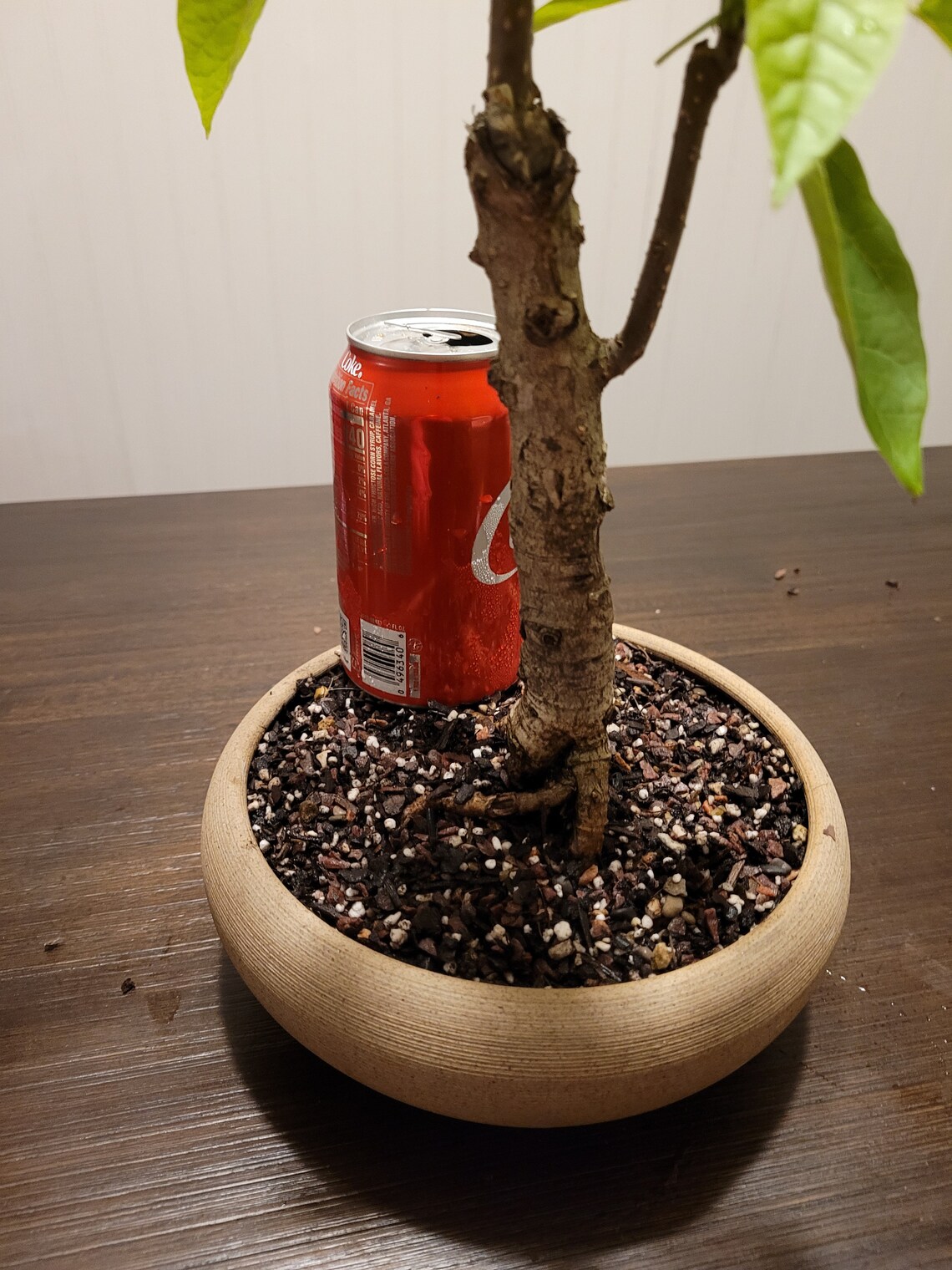 Mature Bonsai Catalpa speciosa Catalpa Cigar tree includes Etsy