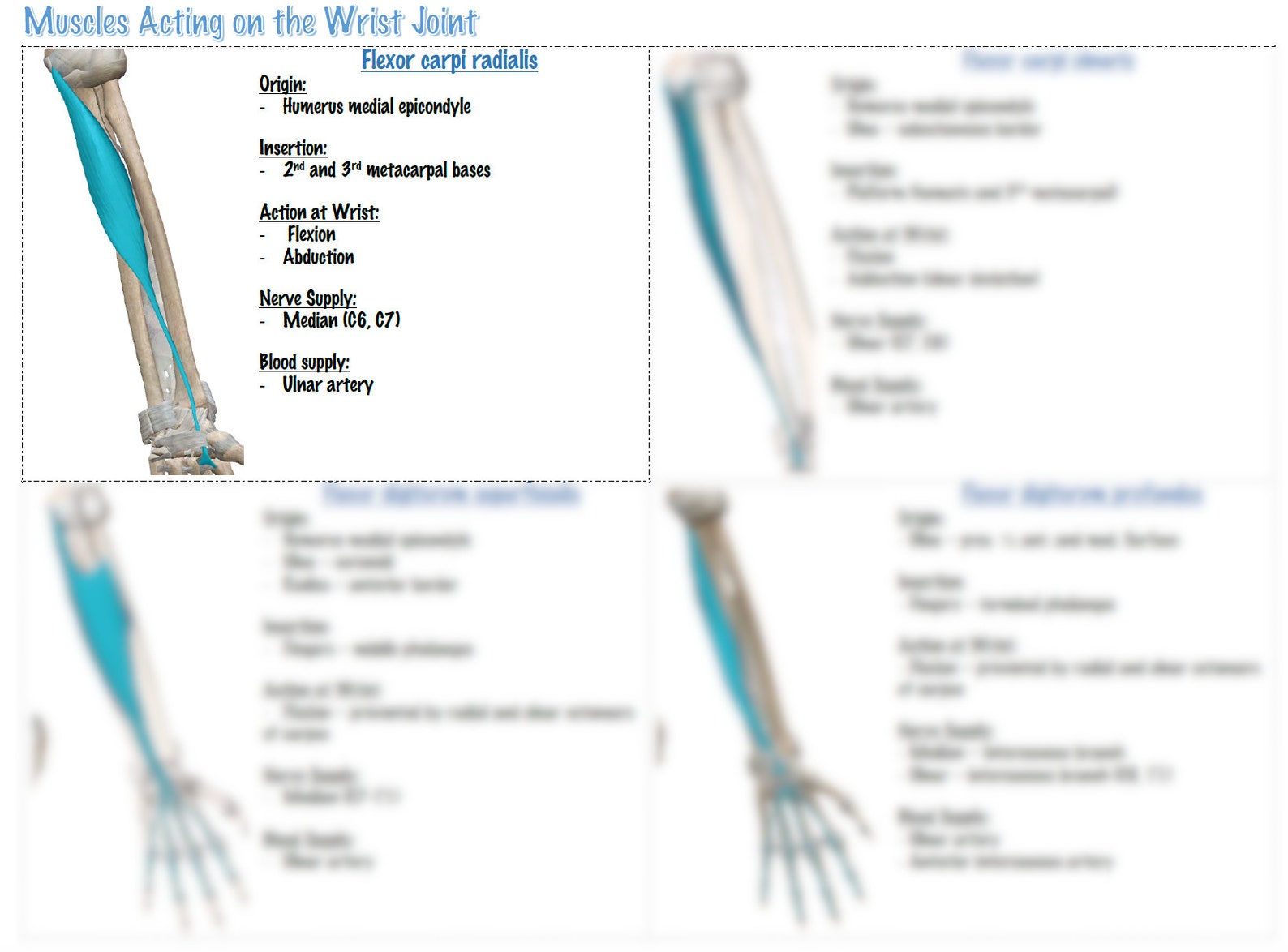 UPPER EXTREMITY MUSCLES - Printable Notes for Occupational Therapy ...