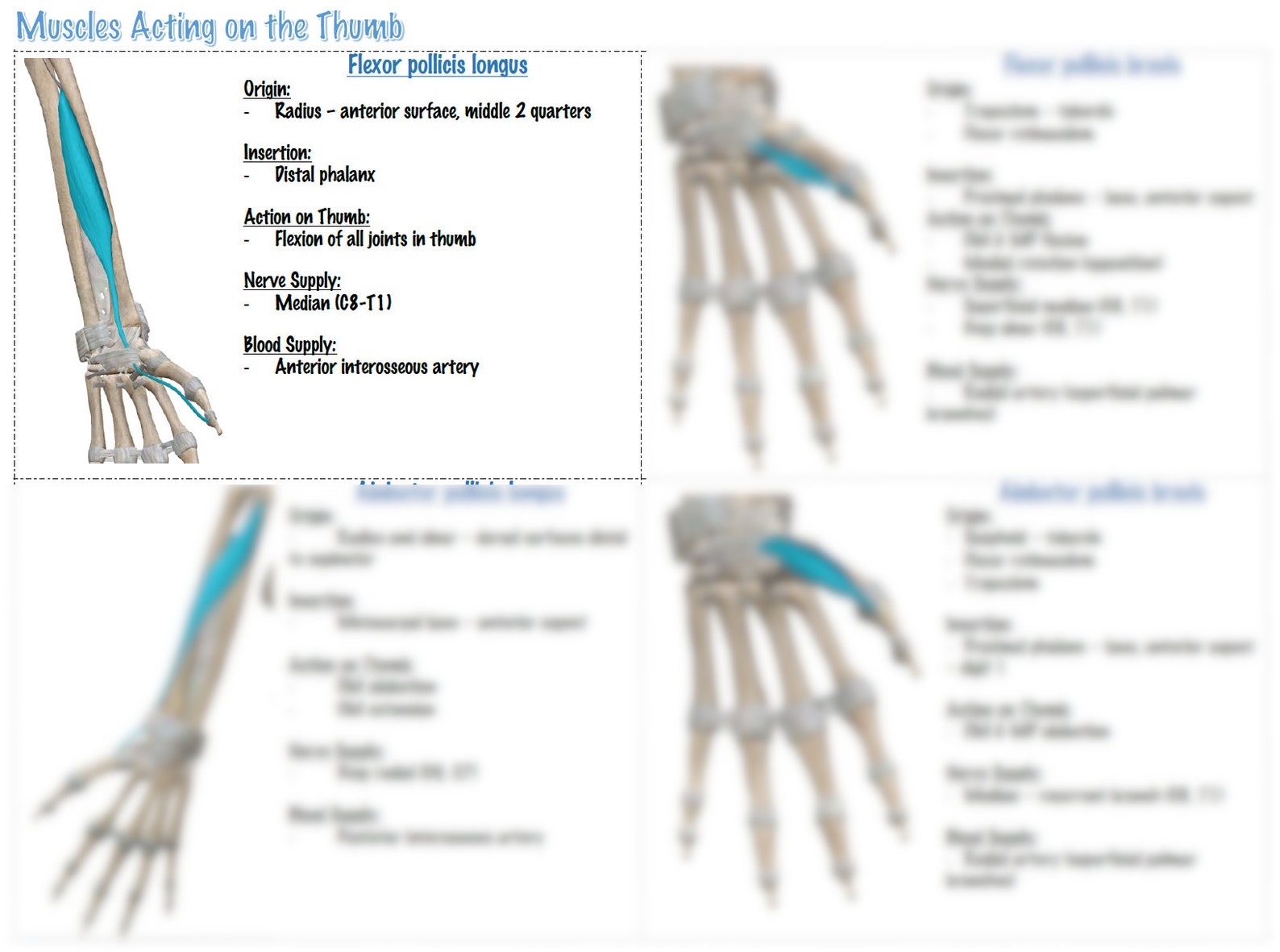 UPPER EXTREMITY MUSCLES Printable Notes for Occupational Therapy