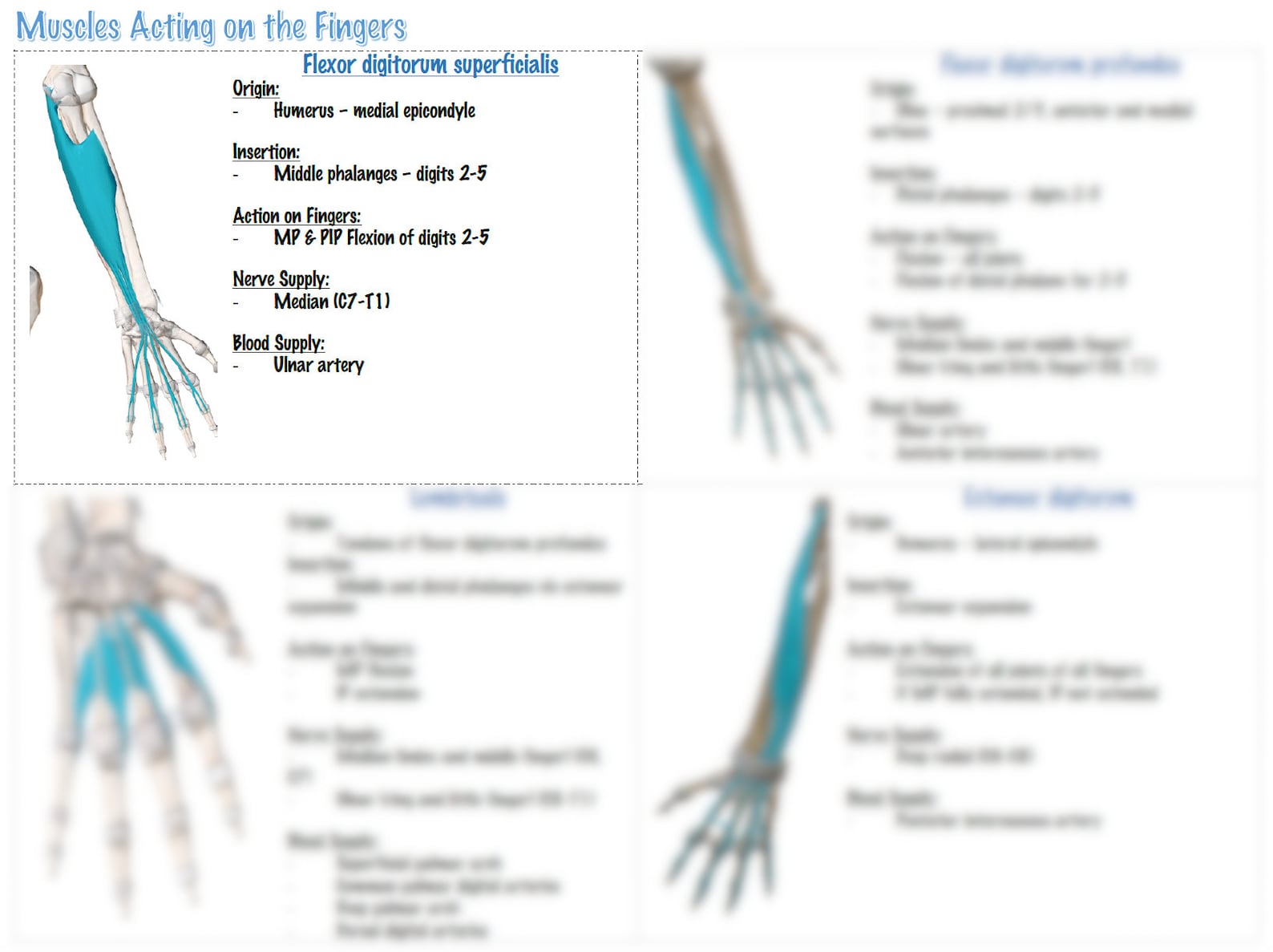 UPPER EXTREMITY MUSCLES Printable Notes for Occupational Therapy