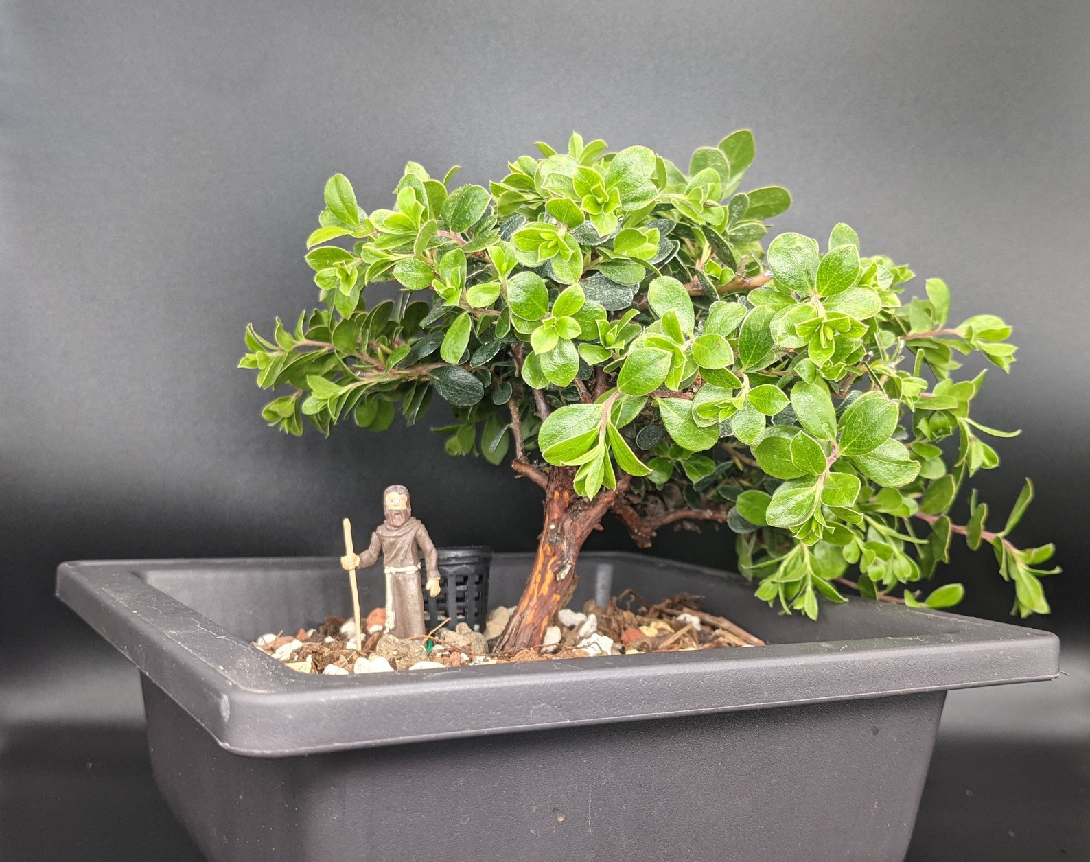 Manzanita Arctostaphylos Bonsai Actual Plant Extremely Etsy