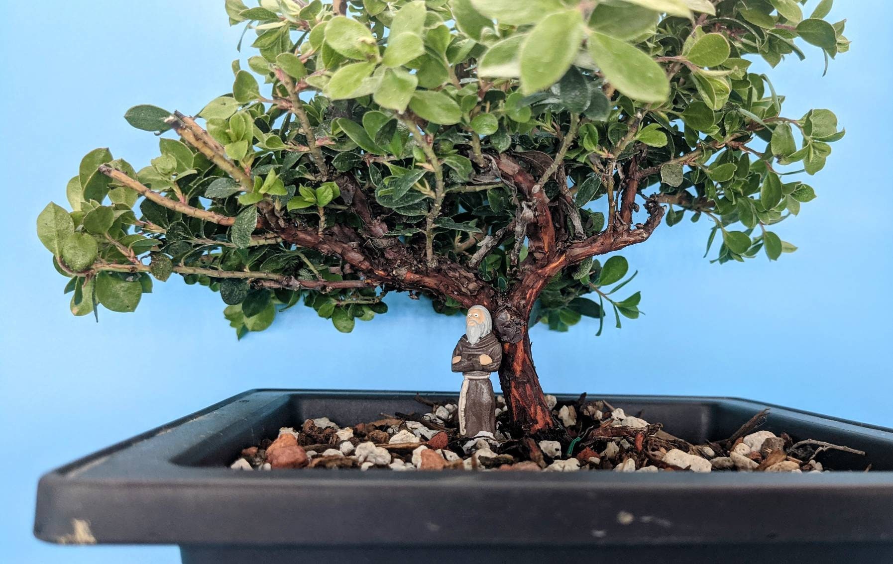 Manzanita Arctostaphylos Bonsai Live Rare Crossed Arm Etsy