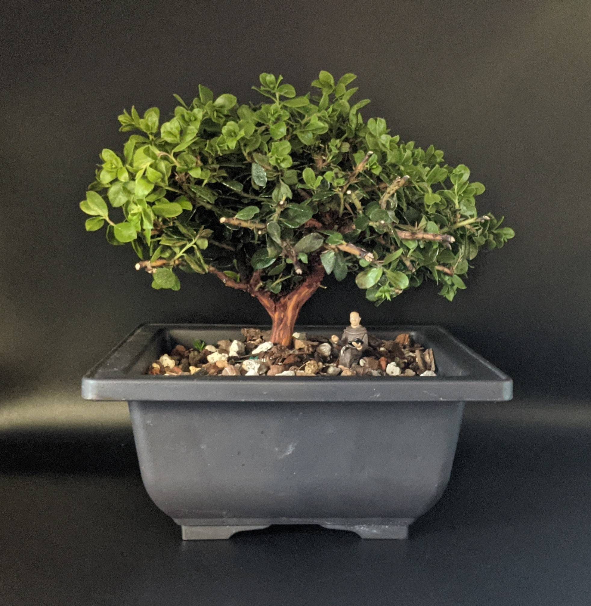 Manzanita Arctostaphylos Bonsai Live Plant Rare Seated Etsy