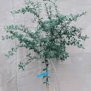 Giant Finger Lime Tree - 28-36&quot;+ Please Read Full Description*