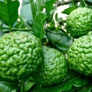 Kaffir Lime Tree 23 to 32&quot;