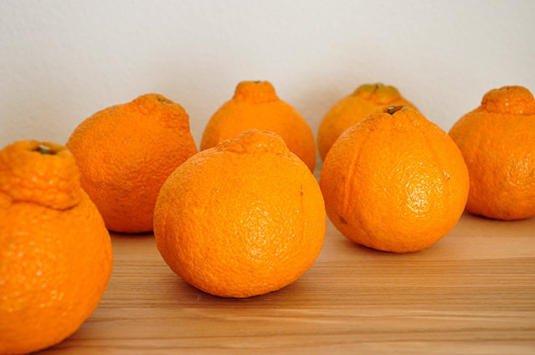 Sumo Citrus®tree Shiranui aka SUMO Mandarin Tree PLEASE Read Full