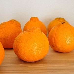 May include: A collection of bright orange citrus fruits, likely Dekopon mandarins, with textured skin and a distinctive top. The fruits are arranged on a light wooden surface, suggesting a fresh produce display.