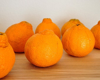 Shiranui "AKA" SUMO Mandarin Tree PLEASE Read Full Description *