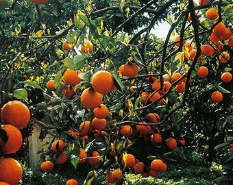 Tarocco Blood Orange  Tree Please Read In Full