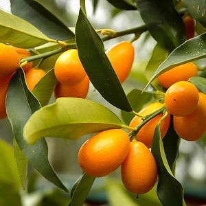 May include: A branch of a kumquat tree with many ripe, orange kumquats. The kumquats are clustered together on the branch, with some leaves visible.