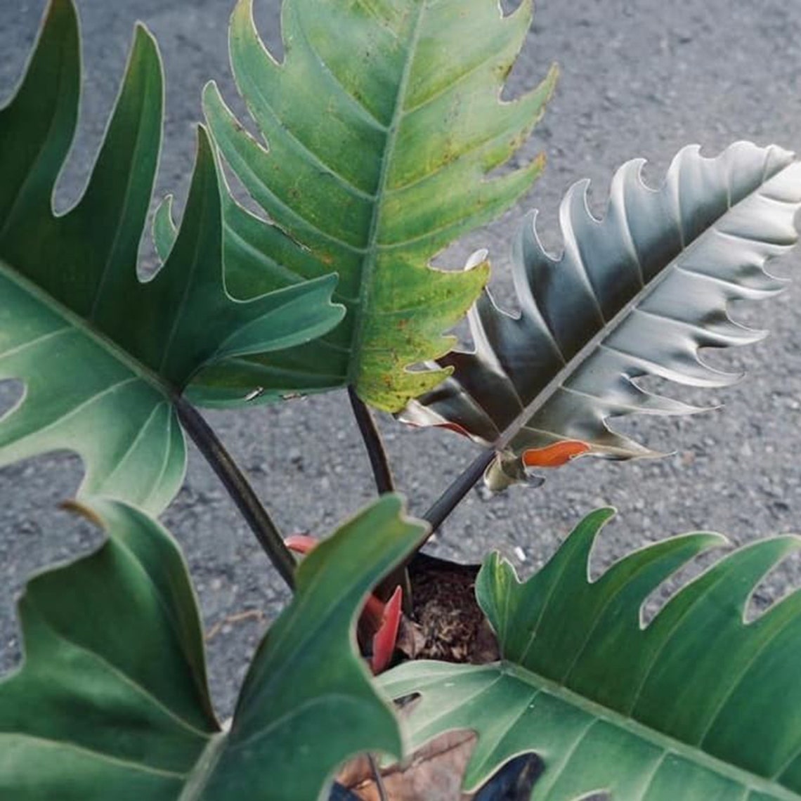 Плуто дисней. Карамель плуто. Филодендрон конго грин марбл. Пес плуто. Карамель плуто.