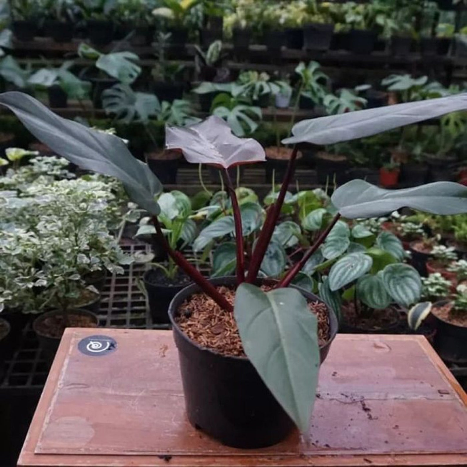 Philodendron Black Majesty size L | Etsy